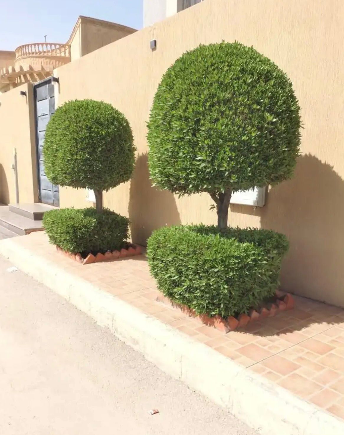 زراعة النخيل والأشجار - صورة 2